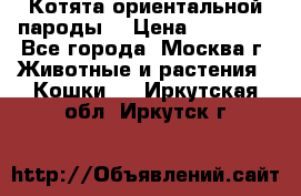 Котята ориентальной пароды  › Цена ­ 12 000 - Все города, Москва г. Животные и растения » Кошки   . Иркутская обл.,Иркутск г.